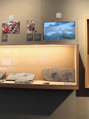 gasserschreinerei_bild_ladenbau (494)